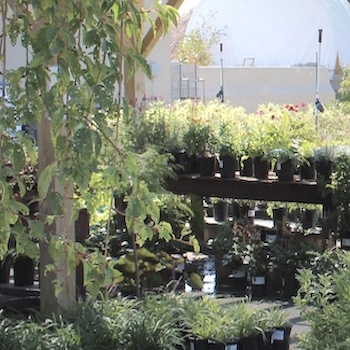 Maple Tree Nursery